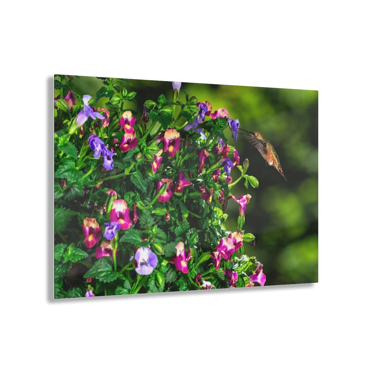 Hummingbird Acrylic Print