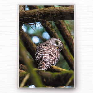 Nature Fine Art Prints